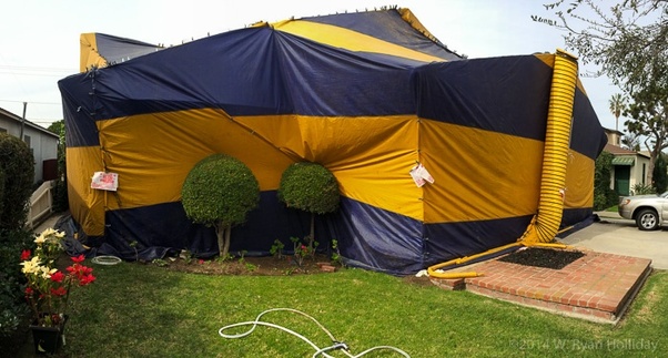 Termite Fumigation